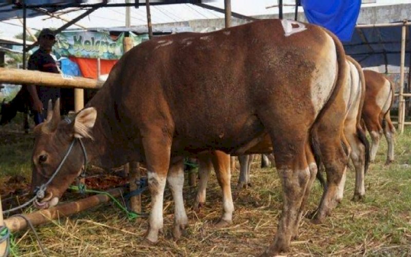 SAPI KURBAN. Jelang Iduladha Pemprov Sulsel sudah mengumpulkan sebanyak 16 ekor sapi dan dua ekor kambing dari berbagai OPD lingkup Pemprov Sulsel. foto: istimewa
