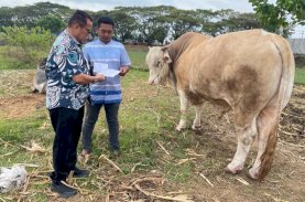 Sapi Seberat 1 Ton dari Presiden Dikurbankan di Selayar