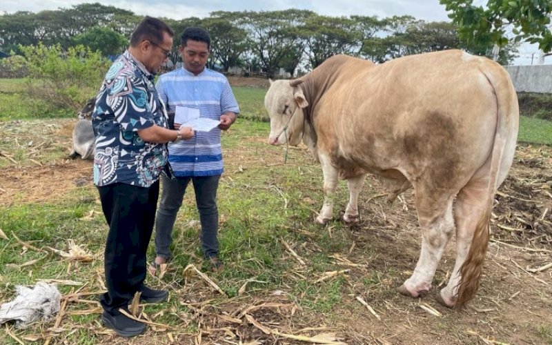 SAPI KURBAN. Presiden Joko Widodo menyiapkan 1 ekor sapi seberat 1 ton untuk kurban di Sulsel. Sementara, Gubernur Sulsel menyediakan 12 ekor sapi. foto: istimewa