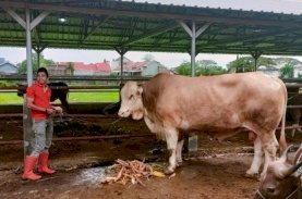 Daging Sapi 1,4 Ton Sumbangan Warga untuk Gubernur Sulsel Dibagikan ke Duafa dan Disabilitas