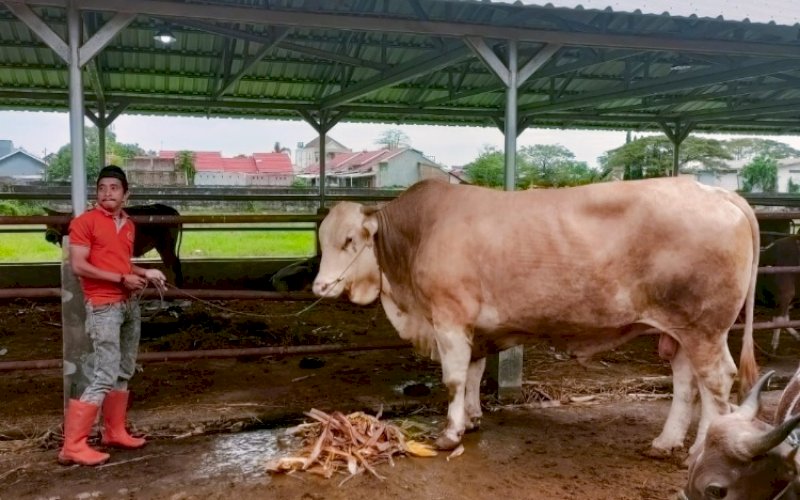 SAPI KURBAN. Sapi sumbangan warga asal Kabupaten Soppeng untuk Gubernur Sulsel, Andi Sudirman Sulaiman, yang diperuntukkan untuk kurban. foto: istimewa