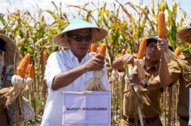 Panen Raya Jagung, Andi Utta Ajak Pemuda untuk Bertani: Jangan Gengsi