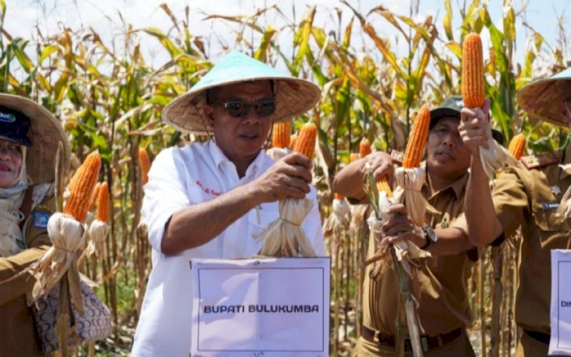 PANEN RAYA. Bupati Bulukumba, Andi Muchtar Ali Yusuf, menghadiri panen raya jagung varitas NK 007 Andalan di Desa Bontomasila, Kecamatan Gantarang, Kabupaten Bulukumba, Selasa (23/8/2022). foto,: istimewa