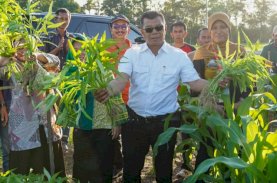 Tingkatkan Produk Sayuran, Andi Utta Launching Si Petarung Emas