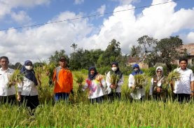 Petani Mulai Panen Mandiri Benih di Sinjai