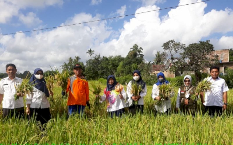 PANEN. Petani mulai panen Mandiri Benih di Kabupaten Sinjai. foto: istimewa