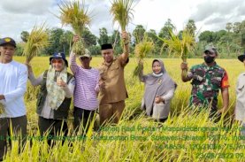 Mandiri Benih Mulai Panen di Bone, Hasilnya 8 hingga 10 Ton Per Ha
