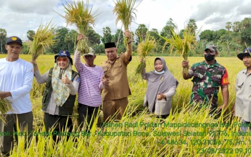 PANEN. Petani di Kabupaten Bone mulai panen Mandiri Benih yang merupakan program Pemprov Sulsel. foto: istimewa