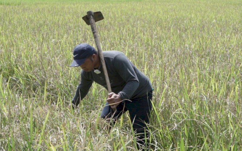 BERTANI. Petani beraktivitas di sawahnya. Mandiri Benih yang digulirkan Pemprov Sulsel menjadi berkah tersendiri bagi petani, termasuk di Kabupaten Maros. foto: istimewa