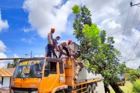 SAR Brimob Bone Evakuasi Truk Kontainer Tertimpa Pohon Tumbang