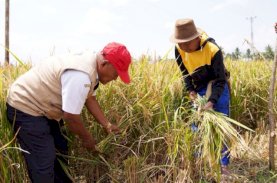 Produksi Padi Petani di Sidrap Meningkat Berkat Mandiri Benih