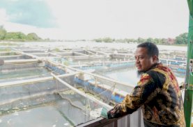 Gubernur Sulsel Kunjungi Budidaya Perikanan Keramba Apung di Balang Baru