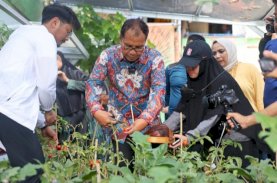 Lorong Wisata Haderslave, Danny Pomanto Panen Tomat dan Pakcoy