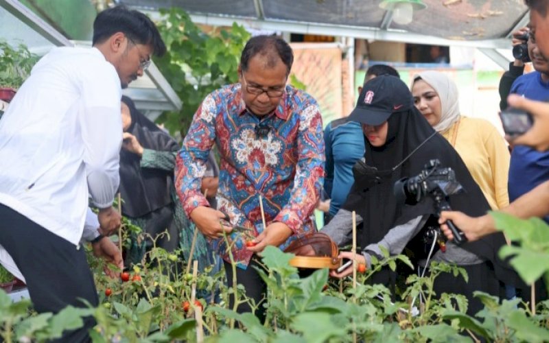 PANEN. Wali Kota Makassar, Moh Ramdhan Pomanto, panen tomat dan pakcoy saat menyambangi Lorong Wisata Haderslave di Kelurahan Maloku, Kecamatan Ujung Pandang, Kota Makassar, Minggu (16/10/2022). foto: istimewa