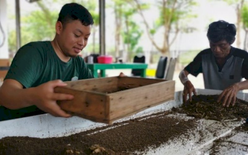 Si Lalat Hitam Pemakan Sampah Penghasil Cuan