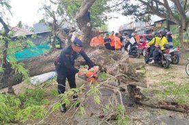 Pohon Tumbang di Gatot Subroto, Brimob Bone Lakukan Evakuasi