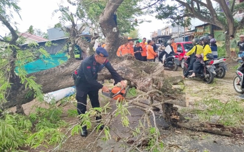 EVAKUASI. Tim SAR Batalyon Batalyon C Pelopor Satbrimob Polda Sulsel langsung bergerak cepat terjun ke lokasi melakukan evakuasi pohon tumbang di Jl Jenderal Gatot Subroto, Kelurahan Biru, Kecamatan Tanete Riattang, Kabupaten Bone, Jumat (18/11/2022). foto: istimewa