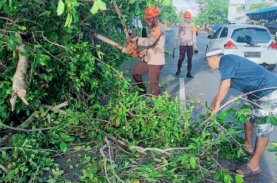 SAR Brimob Bone Evakuasi Pohon Tumbang di Yos Sudarso