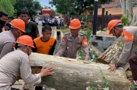 Brimob, BPBD, dan Satpol PP Bone Berjibaku Evakuasi Pohon Raksasa yang Bahayakan Warga