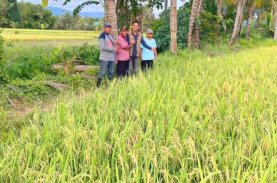 SRI Organik Vale Pikat Hati Anggota DPRD Kolaka