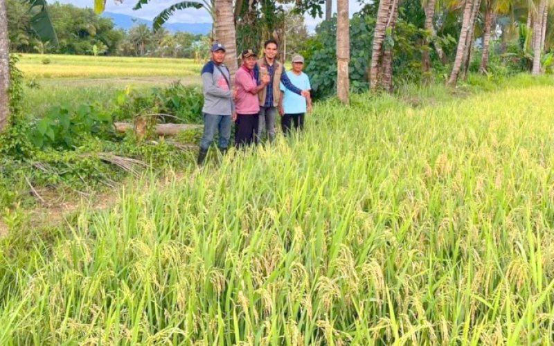 SRI ORGANIK. Tanaman padi organik milik petani binaan PT Vale Indonesia Tbk (PT Vale) di Blok Pomalaa areal persawahan SRI Organik. foto: istimewa
