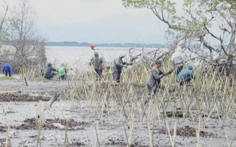TANAM MANGROVE. Dinas Kelautan dan Perikanan Provinsi SulSel melalui Cabang Dinas Kelautan Bosowasi melakukan penanaman 40.000 batang mangrove di Kelurahan Akkajeng, Kecamatan Sajoanging, Kabupaten Wajo. foto: istimewa