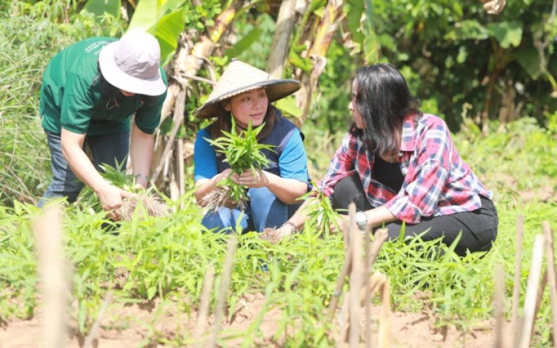 PANEN. CEO PT Vale Indonesia Febriany Eddy (tengah) bersama Koordinator Kelompok Tani Padoe Momoiko Ameria Sinta melakukan panen sayur kangkung. foto: istimewa