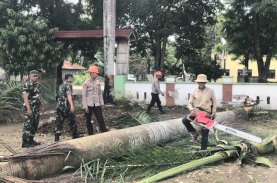 Brimob Bone dan Koramil Sinergi Pangkas Pohon Membahayakan di Kantor Camat Barebbo