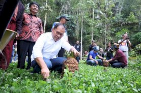 Danny Pomanto dan Tokoh Masyarakat Toraja Tanam Pohon Bersama
