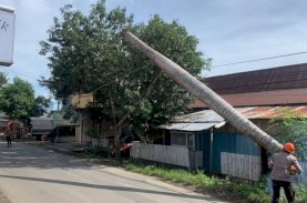 Pohon Besar Bahayakan Warga, Brimob Bone Sigap Evakuasi