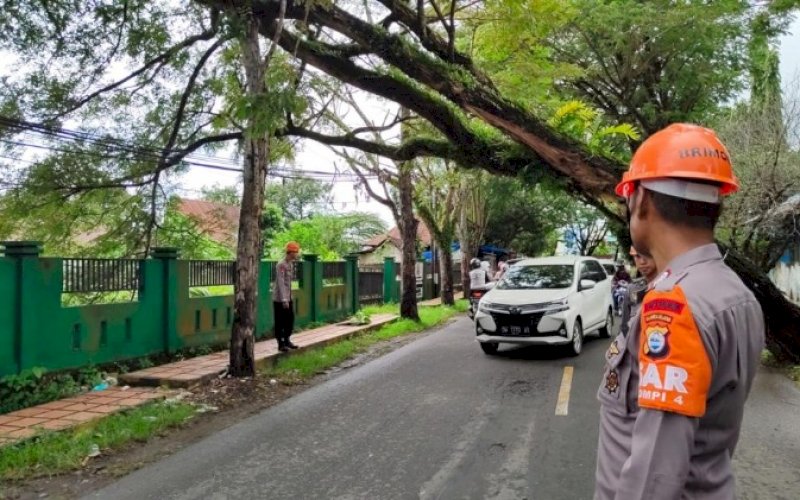 POHON TUMBANG. Sebuah pohon berukuran besar tumbang di Jl Lappawawoi Karaeng Sigeri, Kelurahan Biru, Kecamatan Tanete Riattang, Kabupaten Bone, Senin (24/4/2023). foto: istimewa