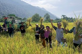 Petani Binaan Vale di Ululere Panen Padi Organik Musim Ketiga