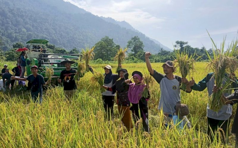 PANEN. Panen perdana di musim ketiga metode System of Rice Intensification (SRI) Organik PT Vale Indonesia Tbk kembali panen di lahan seluas 35 Are (0,35 Hektare) milik Rudi (47) di Desa Ululere, Kecamatan Bungku Timur, Kabupaten Morowali, Provinsi Sulawesi Tengah, Minggu (7/5/2023). foto: istimewa
