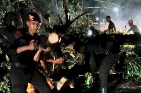 Hujan-hujan, SAR Brimob dan BPBD Bone Evakuasi Pohon Tumbang