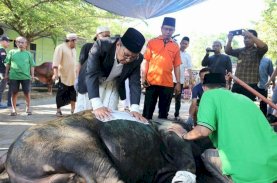 Danny Pomanto Saksikan Pemotongan Hewan Kurban dan Open House