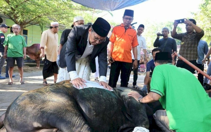BERKURBAN. Wali Kota Makassar, Moh Ramdhan Pomanto, menyaksikan pemotongan hewan kurban di dekat kediamannya Jl Amirullah, Makassar, Kamis (29/6/2023). foto: istimewa