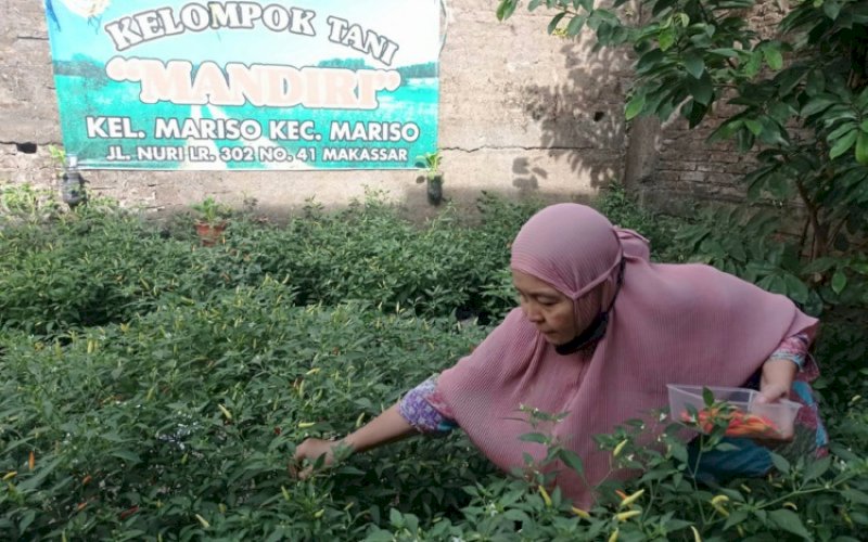 PANEN. Warga Kecamatan Mariso, Kota Makassar melakukan panen cabai. foto: istimewa