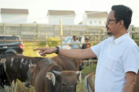 RPH Makassar Jamin Kesehatan Hewan Kurban