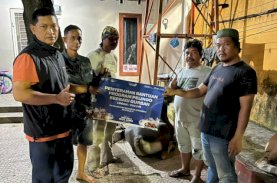 Iduladha 2023, Pelindo Regional 4 Sembelih 52 Ekor Hewan Kurban