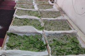 Wajo kembali Produksi Kokon Sutra