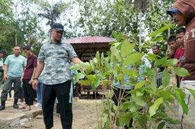 Gubernur Sulsel Tanam 500 Pohon Produktif di Bone
