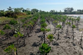 Mangrove yang Ditanam SPJM 90 Persen Hidup