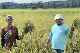 Berkat Program SRI Organik, Hasil Panen Binaan Vale di Desa Lamedai Melimpah