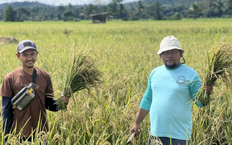 PANEN. Petani binaan PT Vale Indonesia Tbk (PT Vale) di Desa Lamedai, Kabupaten Kolaka, Sulawesi Tenggara (Sultra) melakukan panen dengan hasil melimpah, Rabu (28/6/2023) lalu. foto: istimewa
