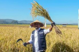 Gubernur Sulsel Panen dan Tanam Mandiri Benih Padi di Maros