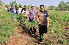 Pj Gubernur Sulsel Tinjau 23 Ha Lahan Percontohan Budidaya Pisang dan Nanas di Gowa&nbsp;