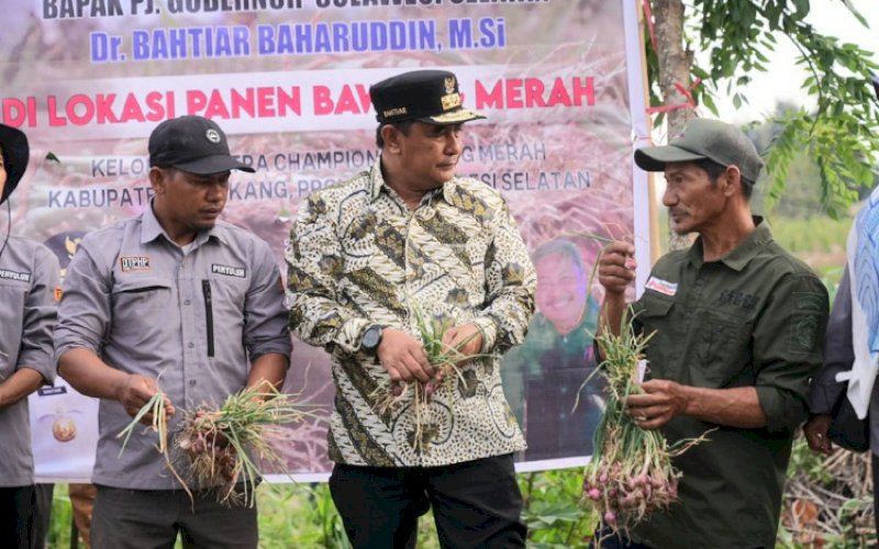 PANEN BAWANG. Pj Gubernur Sulsel, Bahtiar Baharuddin, bersama para petani, melakukan panen raya bawang merah di Desa Pekalobean, Kecamatan Anggeraja, Kabupaten Enrekang, Selasa (7/11/2023). foto: istimewa
