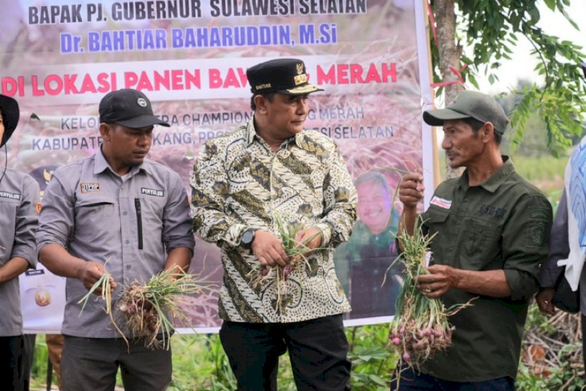 PANEN BAWANG. Pj Gubernur Sulsel, Bahtiar Baharuddin, bersama para petani, melakukan panen raya bawang merah di Desa Pekalobean, Kecamatan Anggeraja, Kabupaten Enrekang, Selasa (7/11/2023). foto: istimewa