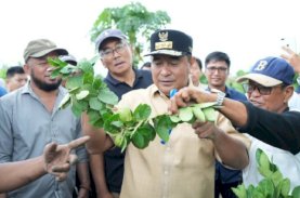 Pj Gubernur Sulsel Tanam Cavendish dan Panen Lemon Sidenreng
