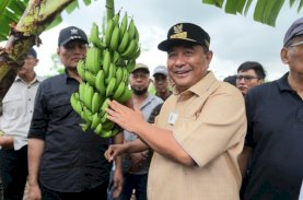 500 Petani Sidrap Siap Budidaya Pisang di Lahan 2.000 Ha